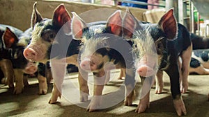 Kurobuta Pig -ÃÂ swine farming business in relax time